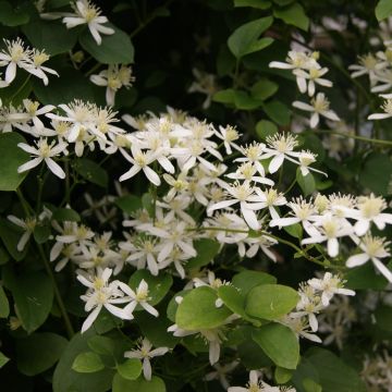 Tuoksukärhö terniflora