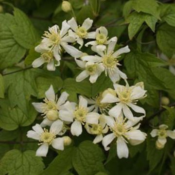 Saksankärhö Trichotoma