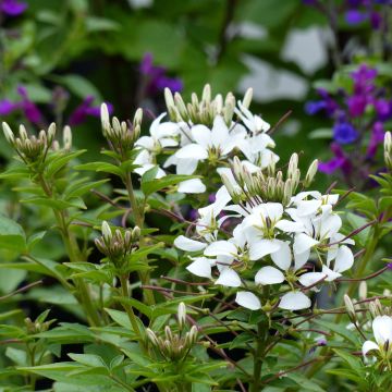 Otahämähäkkikukka Senorita Blanca