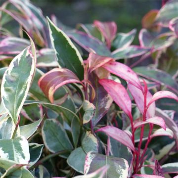 Salpapensas Variegata