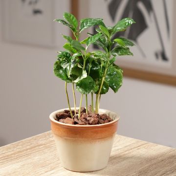 Arabiankahvi - Coffea arabica