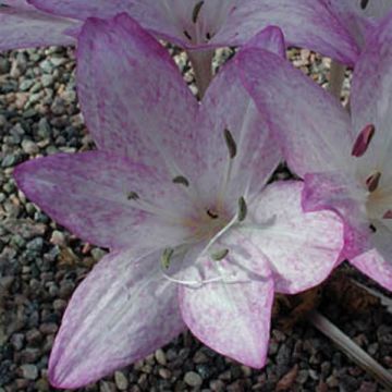 Myrkkylilja - Colchicum macrophyllum