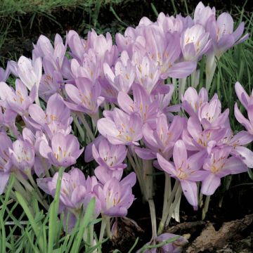 Turkinmyrkkylilja - Colchicum cilicicum