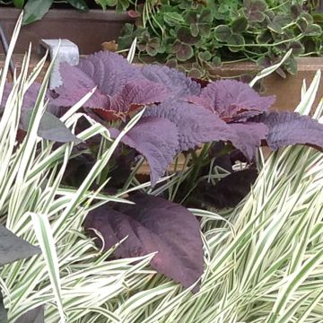 Isokirjopeippi Black Prince
