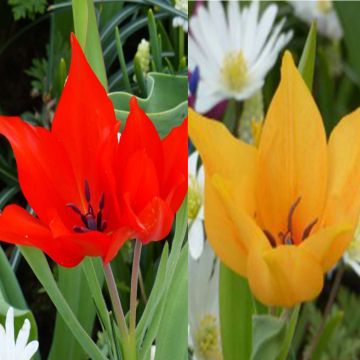 20 monikukkaisen tulppaanin kokoelma
