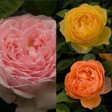 3 David Austin -ruusukokoelma