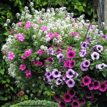 Berry Cascade -kokoelma