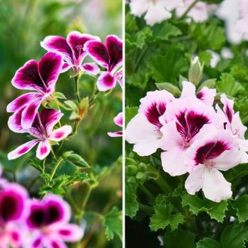 Hyttyskarkotteinen tuoksupelargoniakokoelma