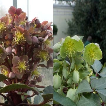 Jouluruusut (Helleborus sternii -kokoelma)