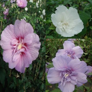 3 täytekukkaisen hibiskuksen kokoelma