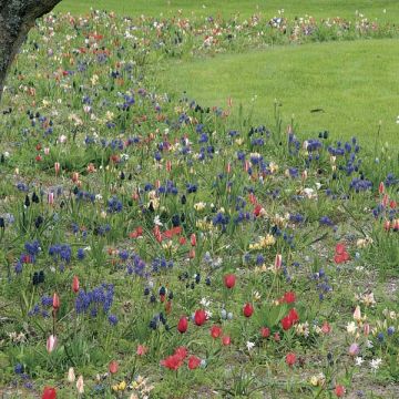 Free Spirit Garden Collection - 200 sipulia