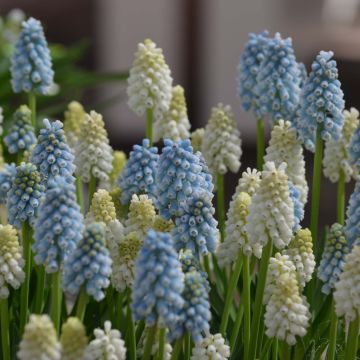 Muscari Magic -kokoelma