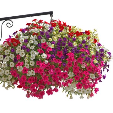 Petunia Surfinia -kokoelma, 5 kpl
