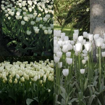 2 kuukauden valkoinen tulppaanikokoelma