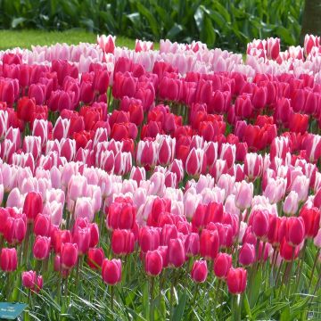 Darwin Delight -tulppaanikokoelma