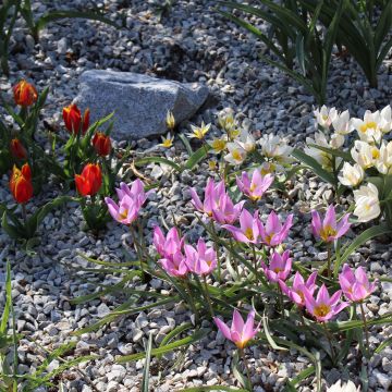 Kalliotulppaanikokoelma