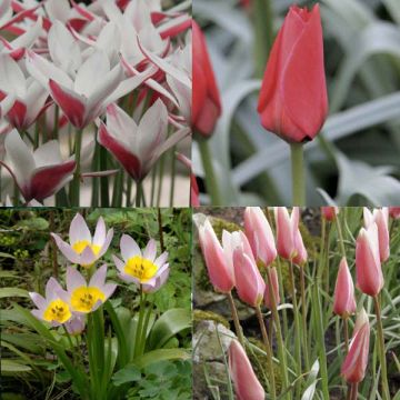 50 metsätulppaanin kokoelma