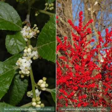 2 Ilex verticillata -kokoelma (uros ja naaras)