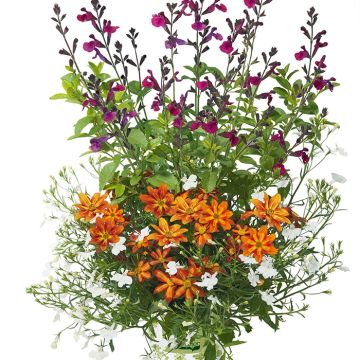Bee Licious -asetelma, 3 kasvia