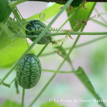 Riippaviidakkokurkku luomu - Ferme de Sainte Marthe - Melothria scabra