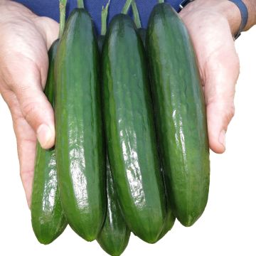 Kurkku Crokdelis F1 vartettu taimena
