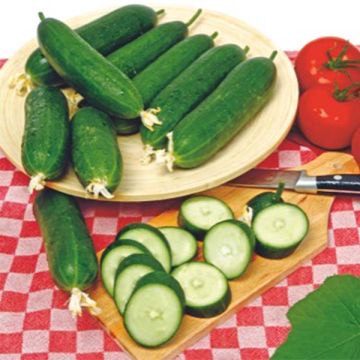 Kurkku Iznik F1