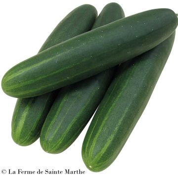 Kurkku Sonja F1 luomu - Ferme de Sainte Marthe