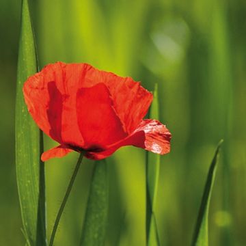 Silkkiunikko luonnonvarainen (siemenet) - Papaver rhoeas