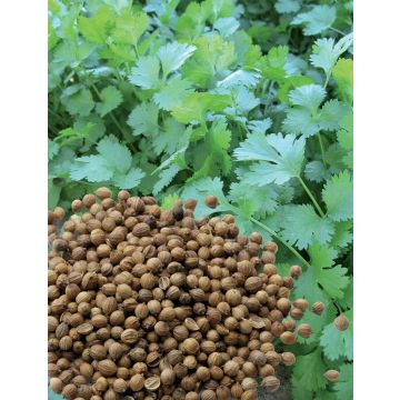 Korianteri Small seeds luomu taimena