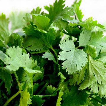 Korianteri luomu - Coriandrum sativum