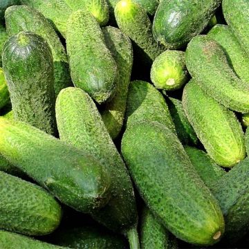 Avomaankurkku Vert Petit de Paris taimena