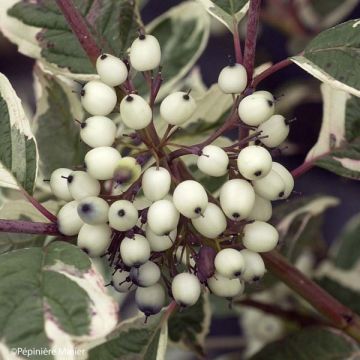 Pensaskanukka Sibirica Variegata
