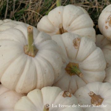 Koristekurpitsa Baby Boo luomu - Ferme de Sainte Marthe