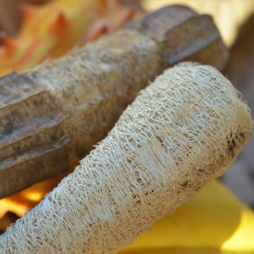 Pesusienikurkku luomu - Ferme de Sainte Marthe - Luffa cylindrica
