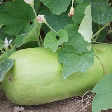 Pullokurpitsa pitkä nuija luomu - Ferme de Sainte Marthe