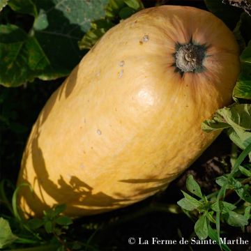 Jättikurpitsa Pink Jumbo Banana luomu - Ferme de Sainte Marthe