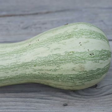 Kurpitsa Striped Cushaw luomu - Ferme de Sainte Marthe