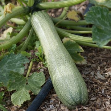 Kesäkurpitsa Genovese luomu - Ferme de Sainte Marthe