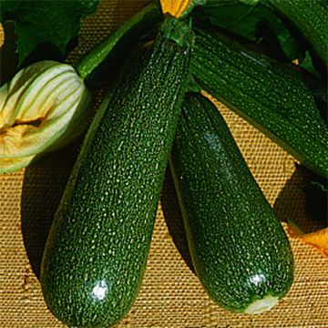 Kesäkurpitsa Coucourzelle luomu - Ferme de Sainte Marthe - Cucurbita pepo