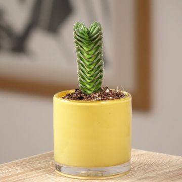 Pauniko Buddha's Temple