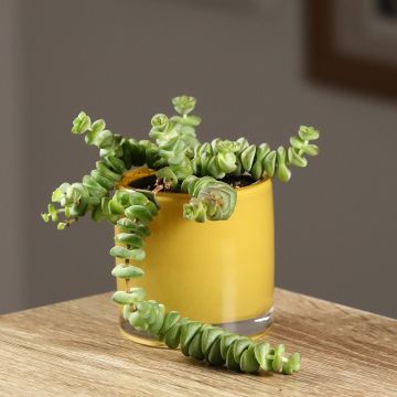 Pauniko - Crassula rupestris subsp. marnieriana