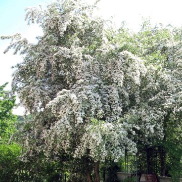Tylppöorapihlaja - Crataegus monogyna
