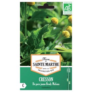 Tarhaparakrassi keltainen Bredy Mafana luomu - Ferme de Sainte Marthe