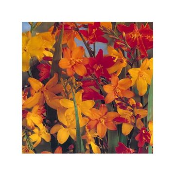 Ruostekukka Mix (grandes fleurs)