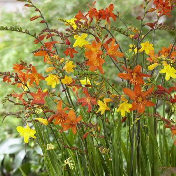 Ruostekukka Mix (petites fleurs)