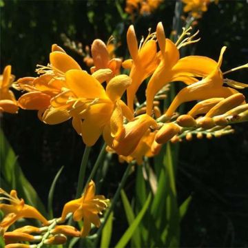 Ruostekukka Rowallone Yellow