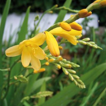 Ruostekukka Walberton yellow
