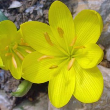 Leveäpikarinarsissi - Sternbergia lutea