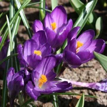 Kevätsahrami Flower Record