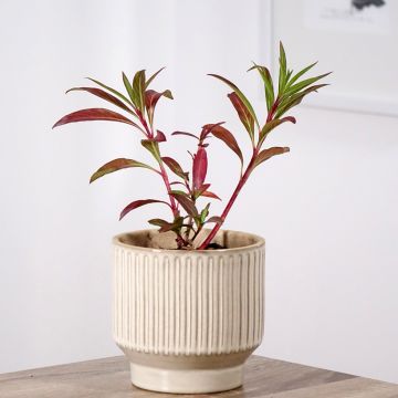 Helotulitorvi - Cuphea micropetala